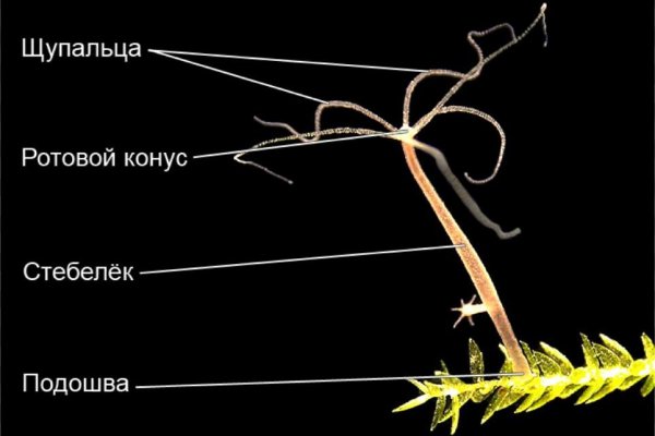 Где купить гашиш