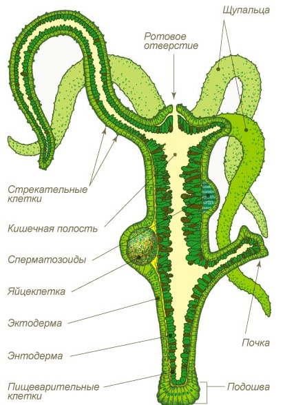 Kra35at